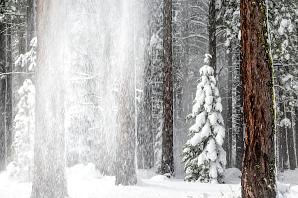 Tahoe Tree Snow Shedding 1