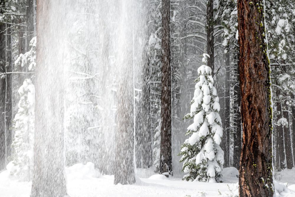 Tahoe Tree Snow Shedding 1