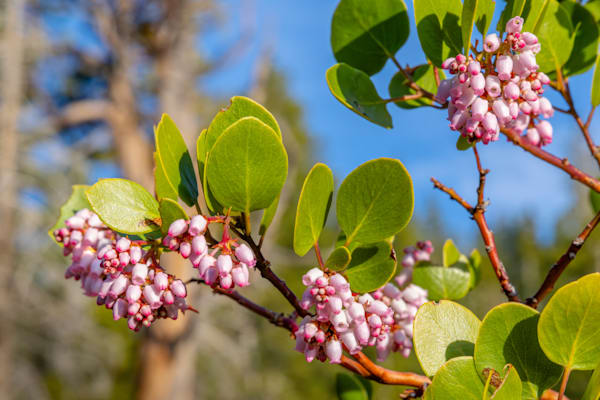 Tahoe Manzanita Flowers 1
