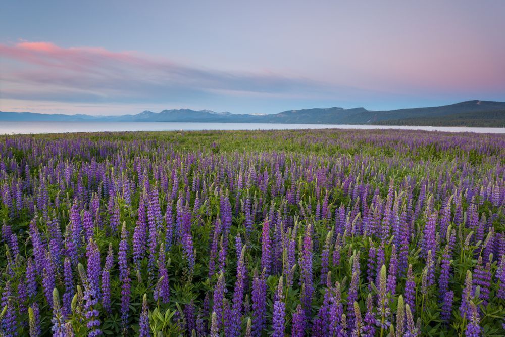 Tahoe Lupine at Sunrise 2