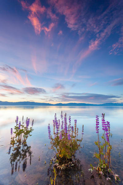 Tahoe Lupine at Sunrise 4