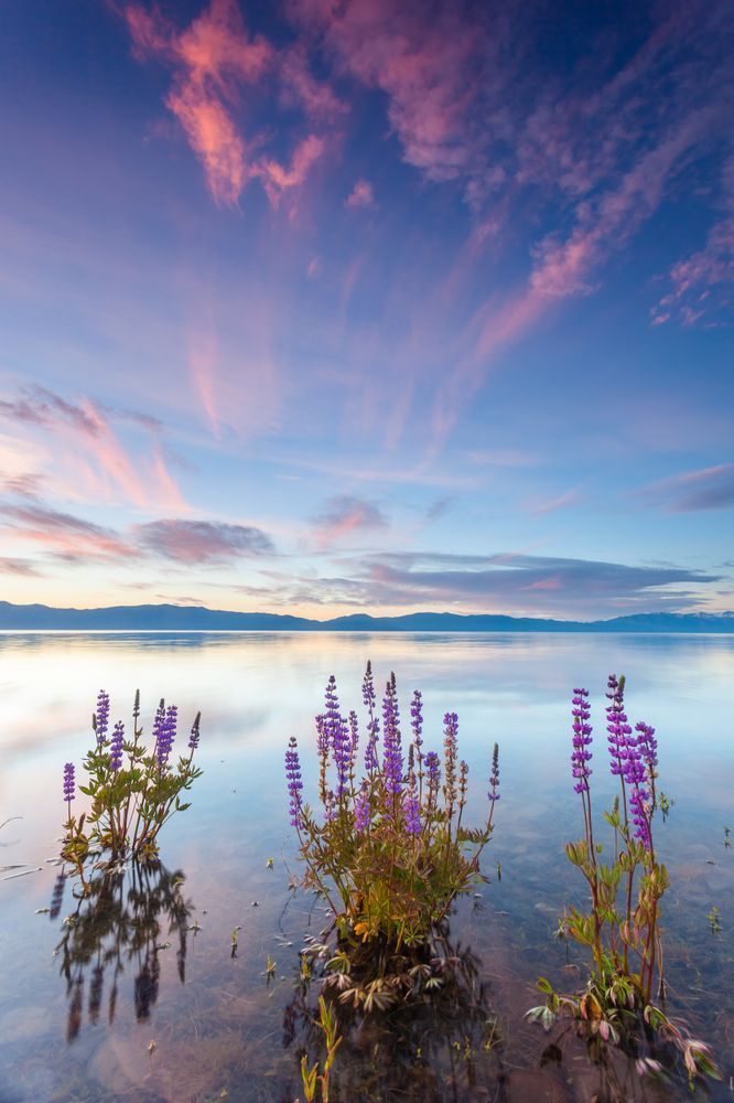 Tahoe Lupine at Sunrise 4