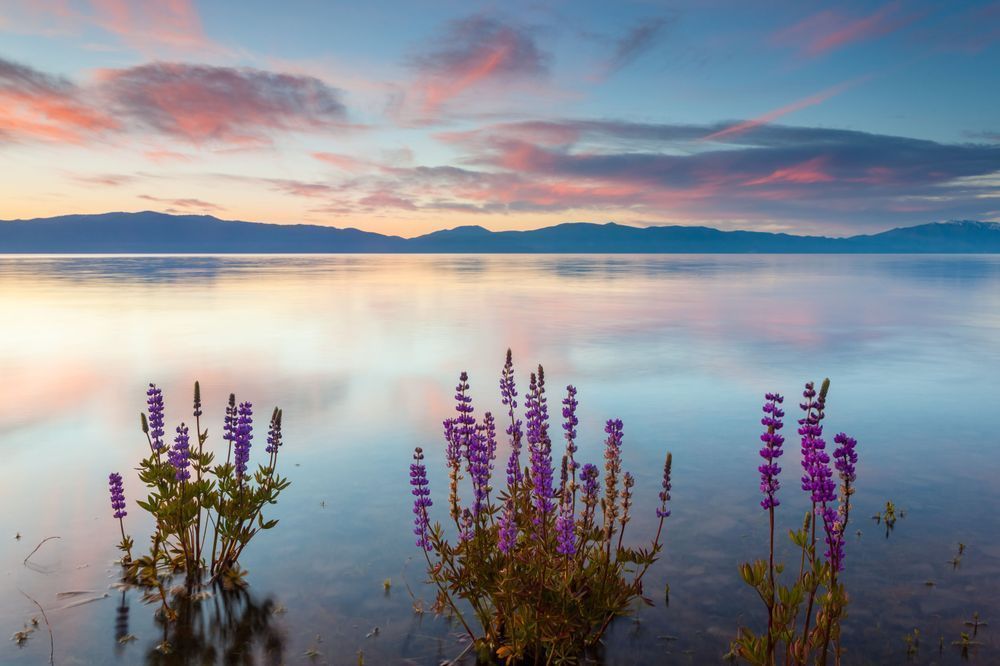 Tahoe Lupine at Sunrise 5