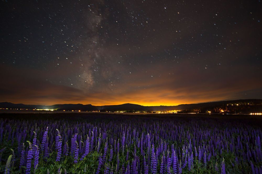 Tahoe Lupine at Night 1