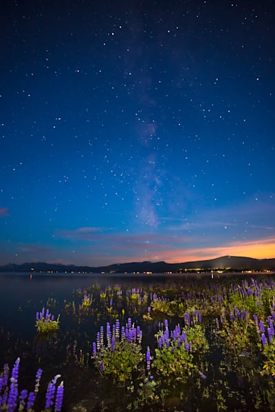 Tahoe Lupine at Night 3