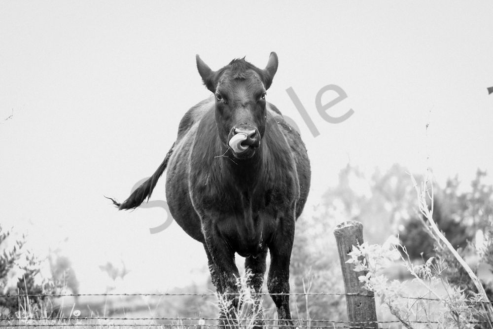 Van Meter 23 Photography Art | Photos By Regan