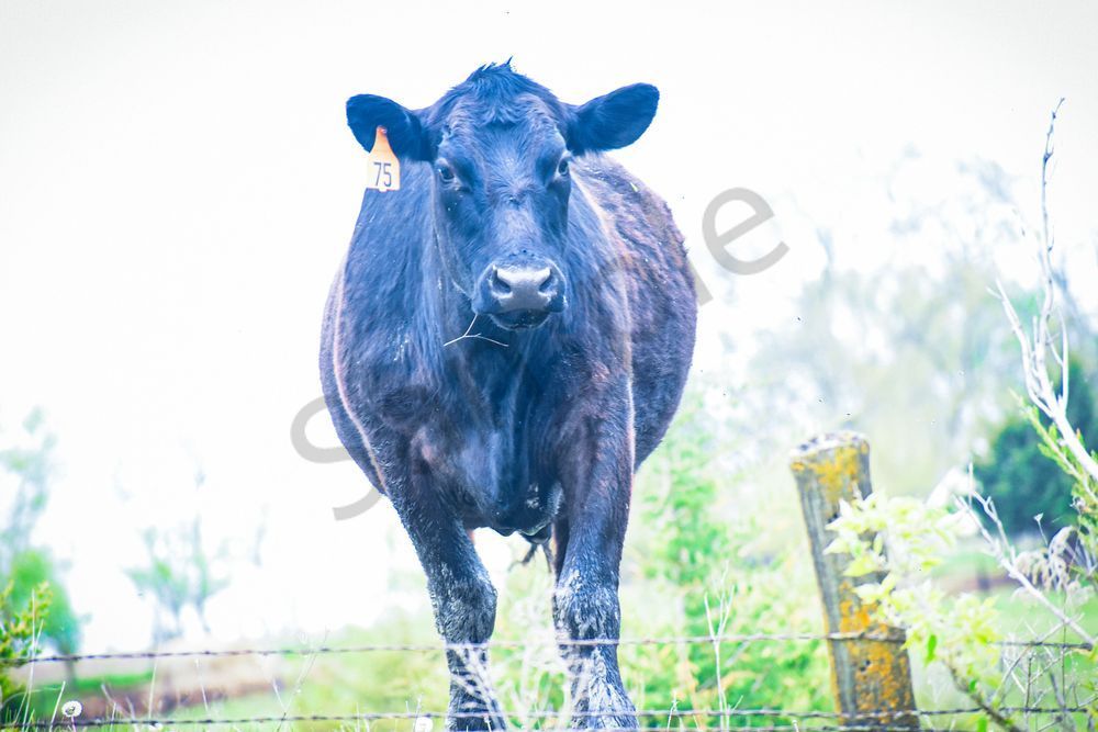 Van Meter 28 Photography Art | Photos By Regan