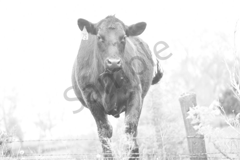 Van Meter 29 Photography Art | Photos By Regan