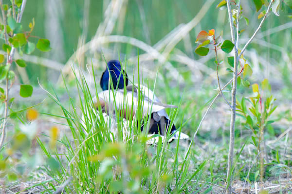 Waukee Backroads 41 Photography Art | Photos By Regan