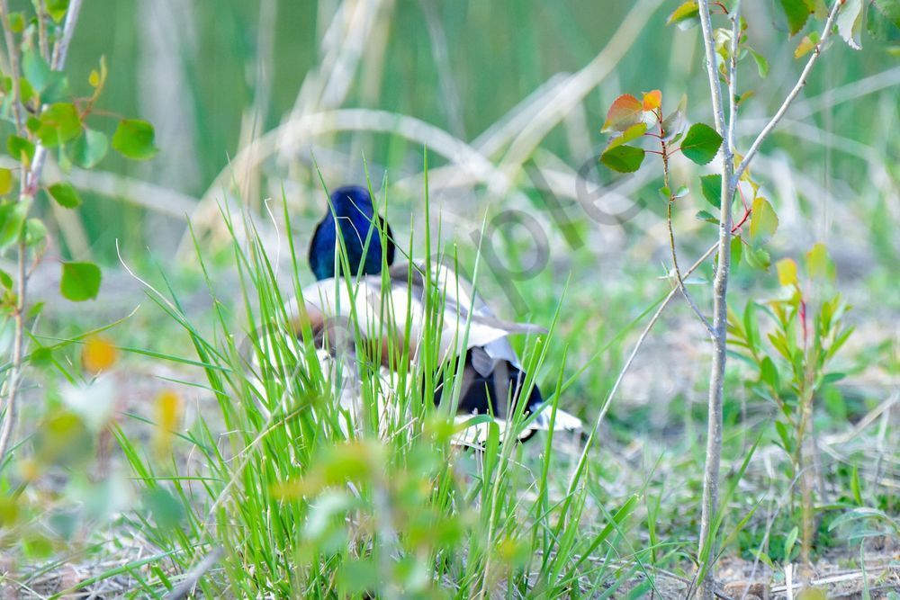Waukee Backroads 41 Photography Art | Photos By Regan