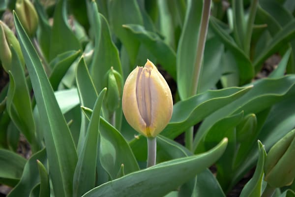 Pella 53 Photography Art | Photos By Regan