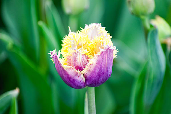 Pella 56 Photography Art | Photos By Regan