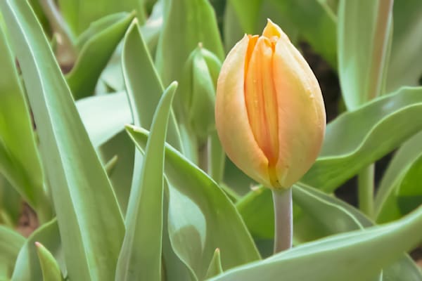 Pella 55 Photography Art | Photos By Regan