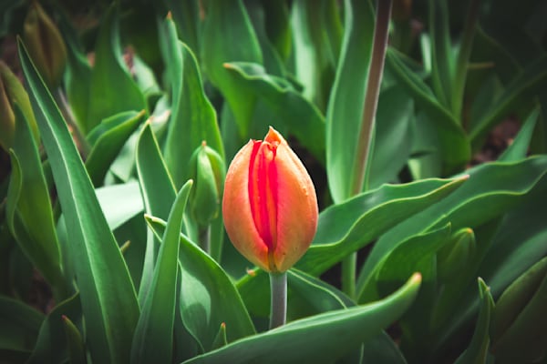 Pella 54 Photography Art | Photos By Regan