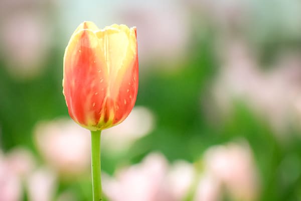 Pella 40 Photography Art | Photos By Regan