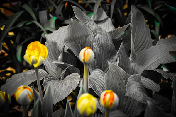 Pella 46 Photography Art | Photos By Regan