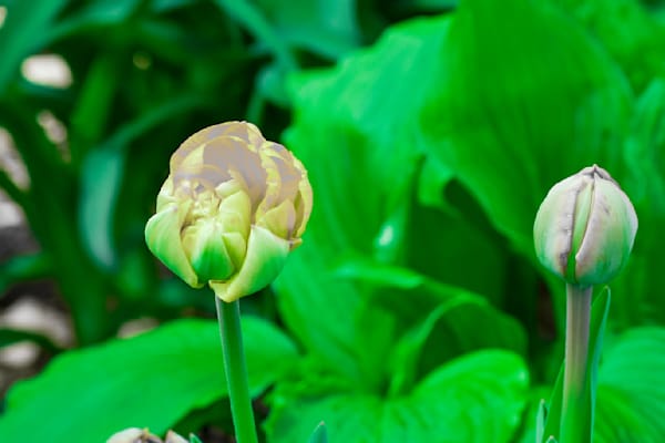 Pella 45 Photography Art | Photos By Regan