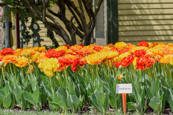 Pella 49 Photography Art | Photos By Regan