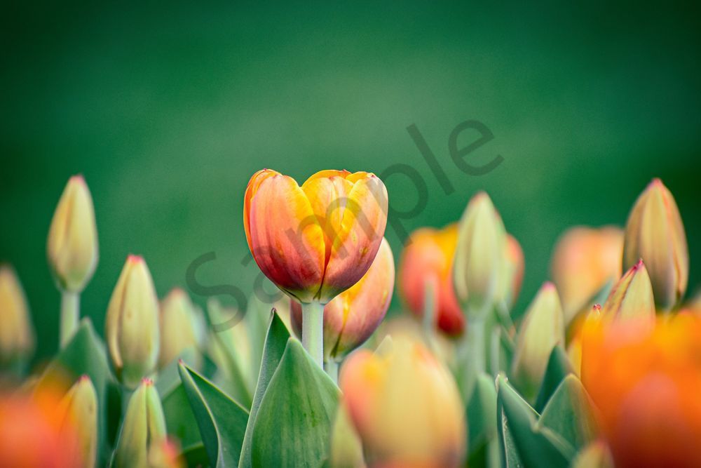 Pella 121 Photography Art | Photos By Regan