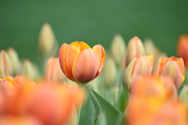 Pella 120 Photography Art | Photos By Regan