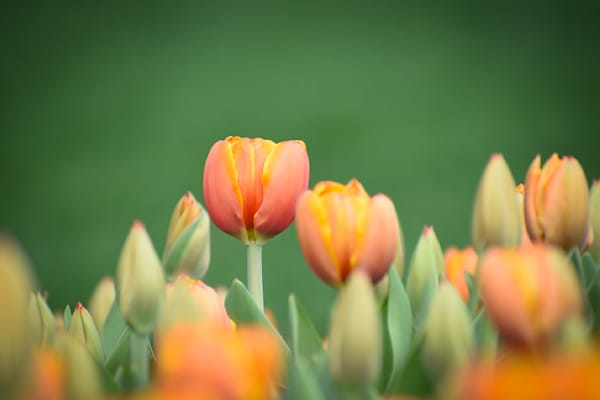 Pella 122 Photography Art | Photos By Regan