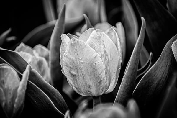 Pella 111 Photography Art | Photos By Regan