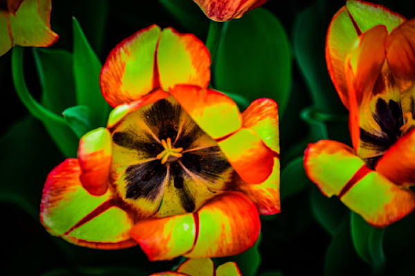 Pella 110 Photography Art | Photos By Regan