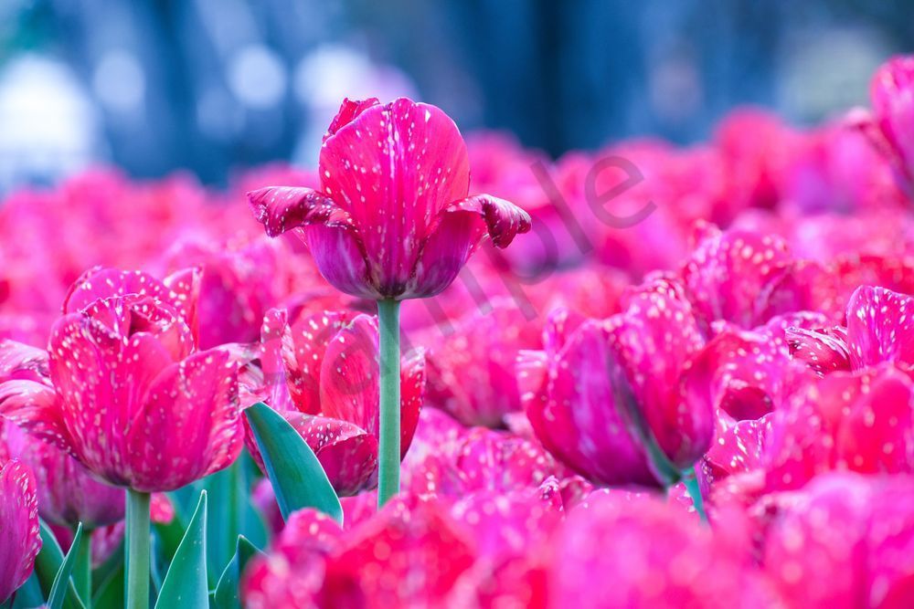 Pella 113 Photography Art | Photos By Regan