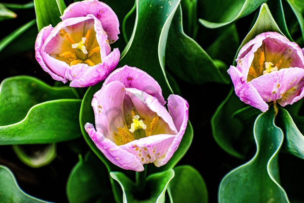 Pella 112 Photography Art | Photos By Regan