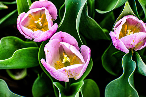 Pella 112 Photography Art | Photos By Regan