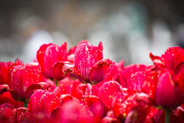 Pella 115 Photography Art | Photos By Regan