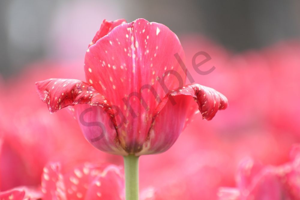 Pella 114 Photography Art | Photos By Regan