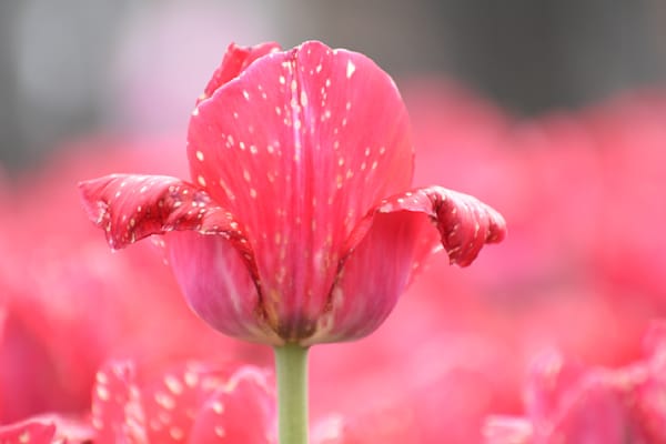 Pella 114 Photography Art | Photos By Regan