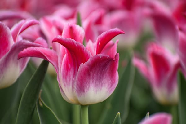 Pella 117 Photography Art | Photos By Regan