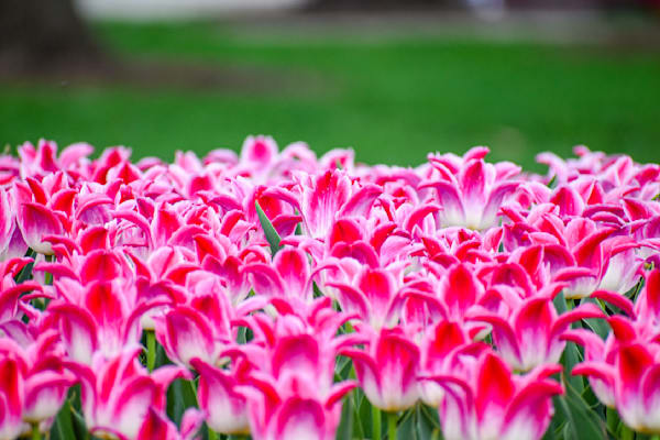 Pella 119 Photography Art | Photos By Regan