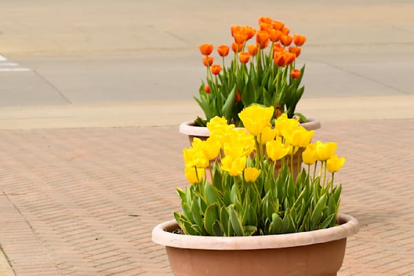 Pella 11 Photography Art | Photos By Regan