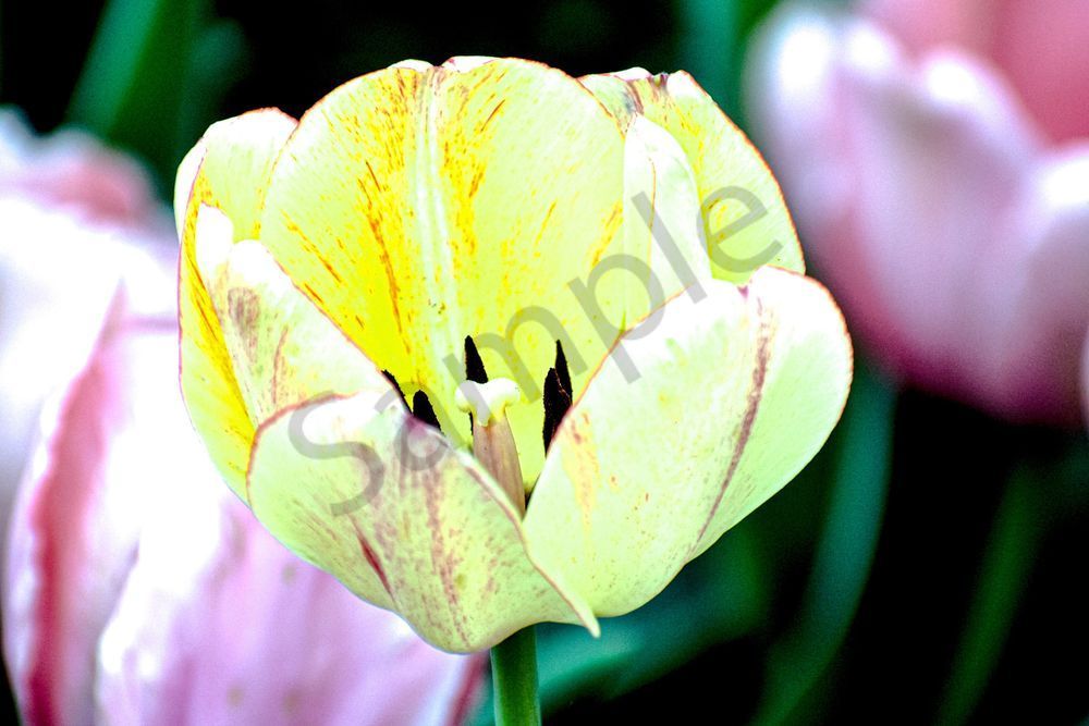 Pella 103 Photography Art | Photos By Regan