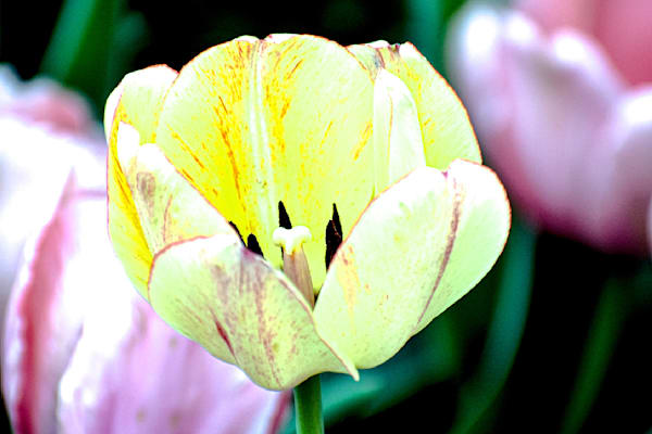 Pella 103 Photography Art | Photos By Regan