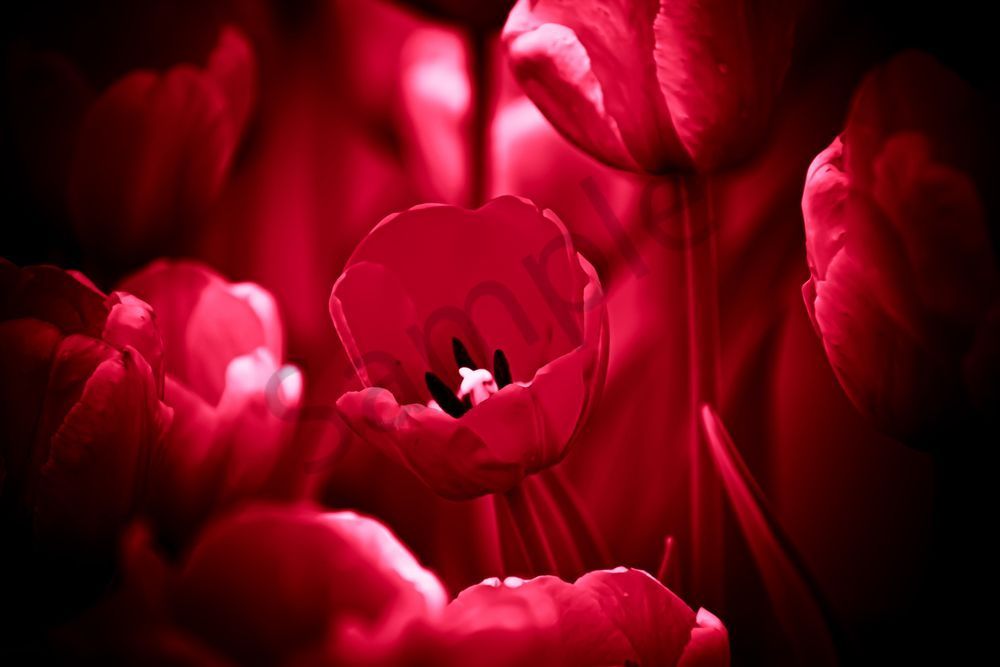 Pella 102 Photography Art | Photos By Regan