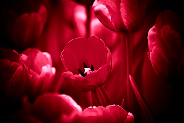 Pella 102 Photography Art | Photos By Regan