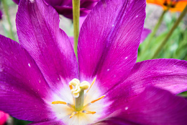 Pella 105 Photography Art | Photos By Regan