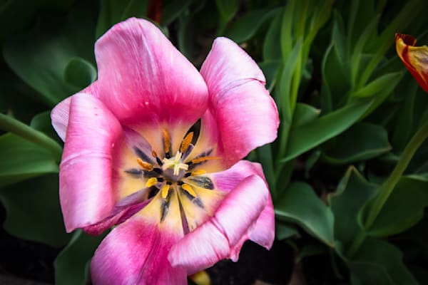 Pella 104 Photography Art | Photos By Regan