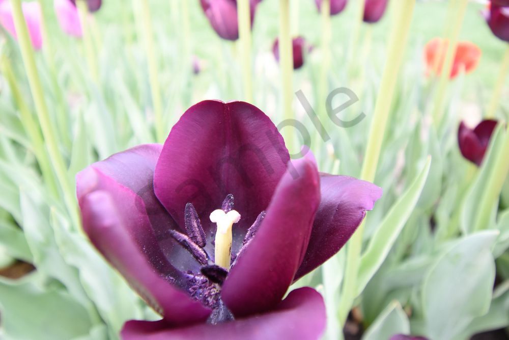 Pella 107 Photography Art | Photos By Regan