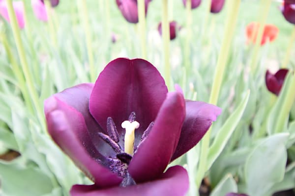 Pella 107 Photography Art | Photos By Regan