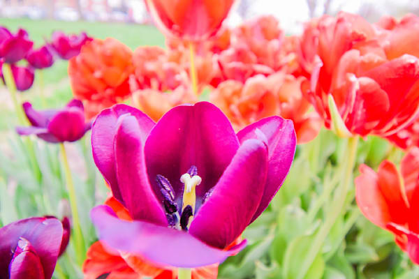 Pella 106 Photography Art | Photos By Regan