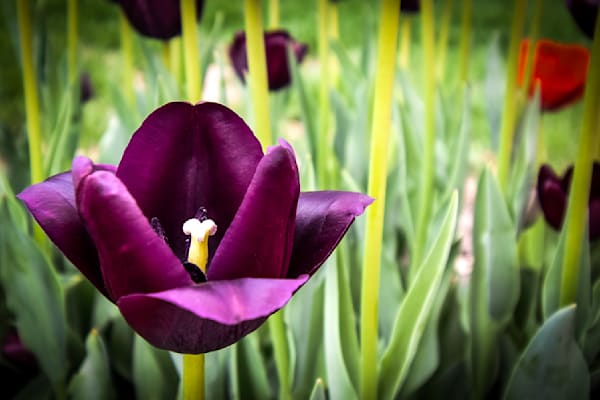 Pella 109 Photography Art | Photos By Regan