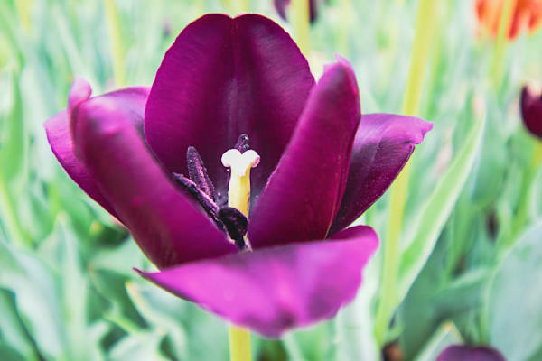 Pella 108 Photography Art | Photos By Regan