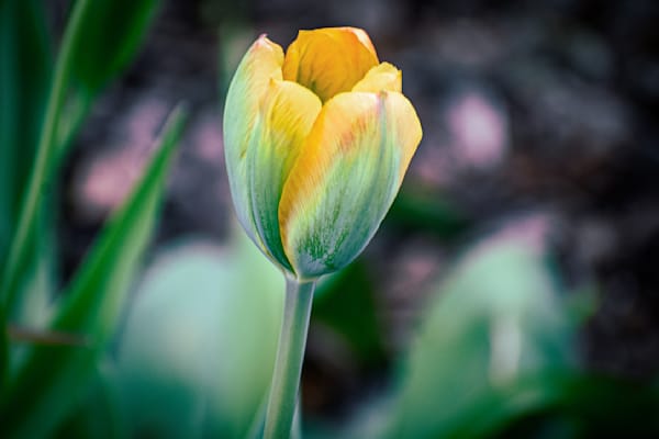 Pella 17 Photography Art | Photos By Regan