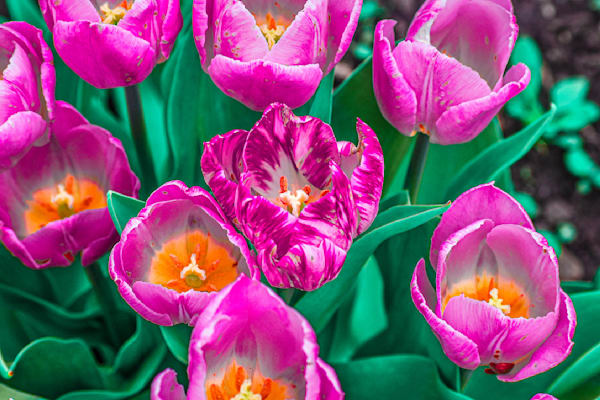 Pella 16 Photography Art | Photos By Regan