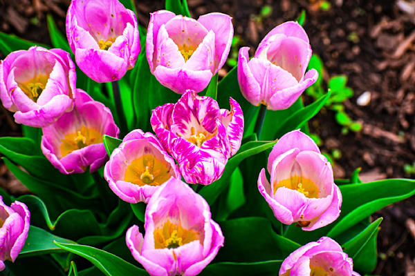 Pella 15 Photography Art | Photos By Regan